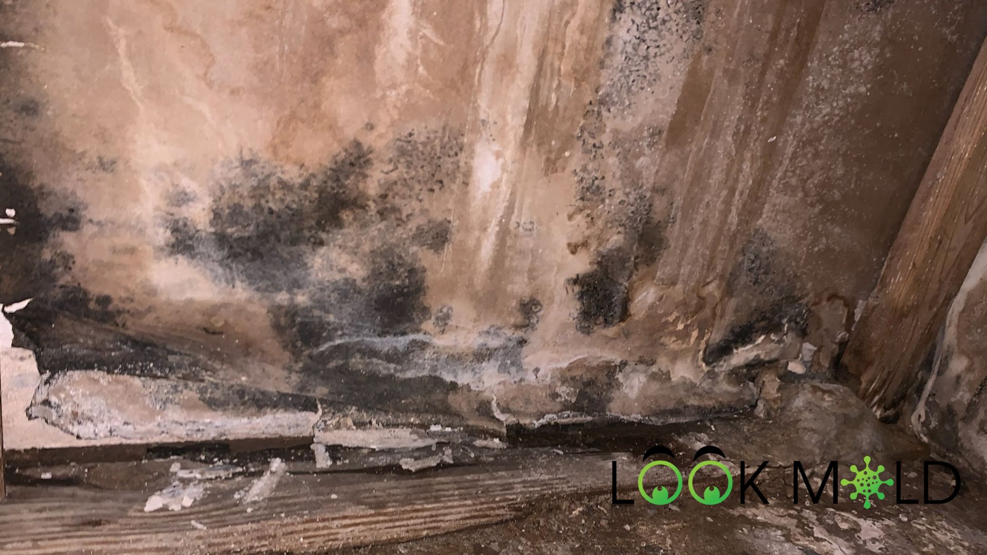 Black Mold vs Mildew Understanding the Differences Lookmold