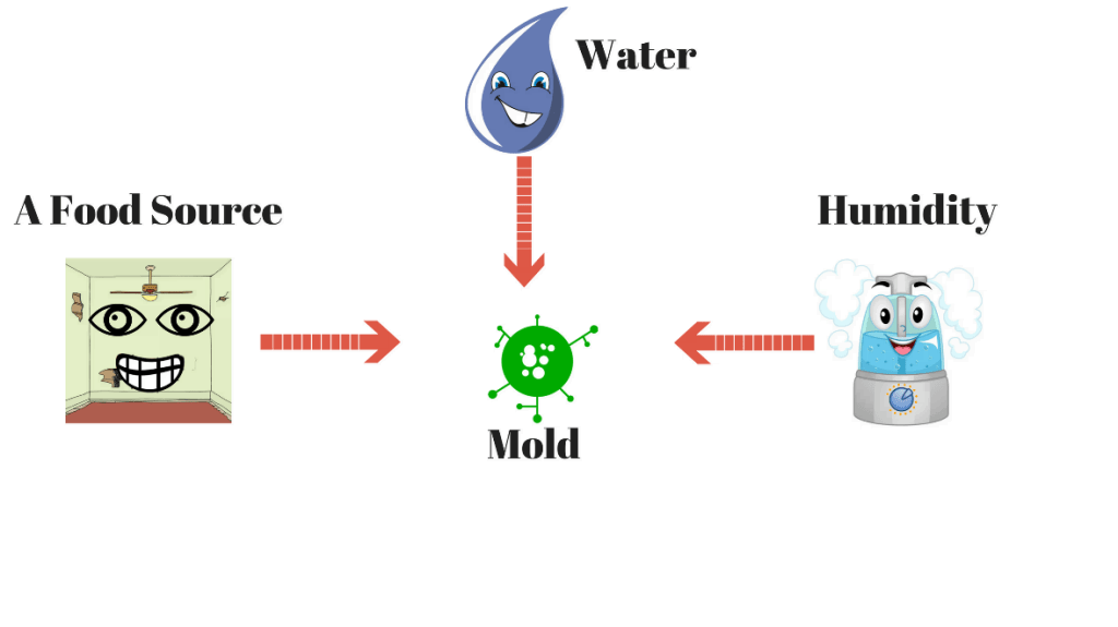 how mold can grow