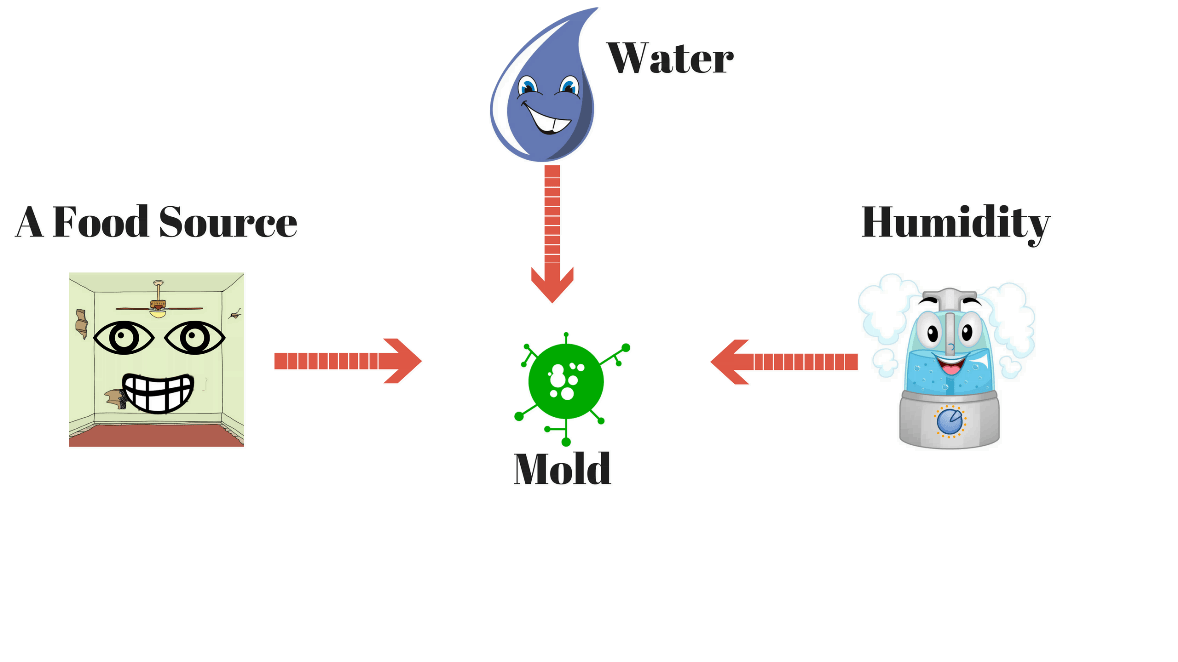 how mold can grow graphic