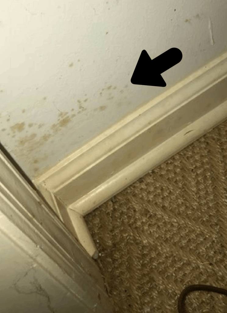 What Is Mold Remediation? 👀 Complete Homeowner's Guide 2018