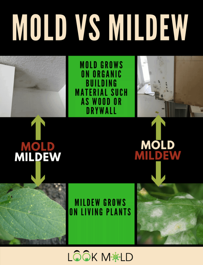 Mildew Vs Mold