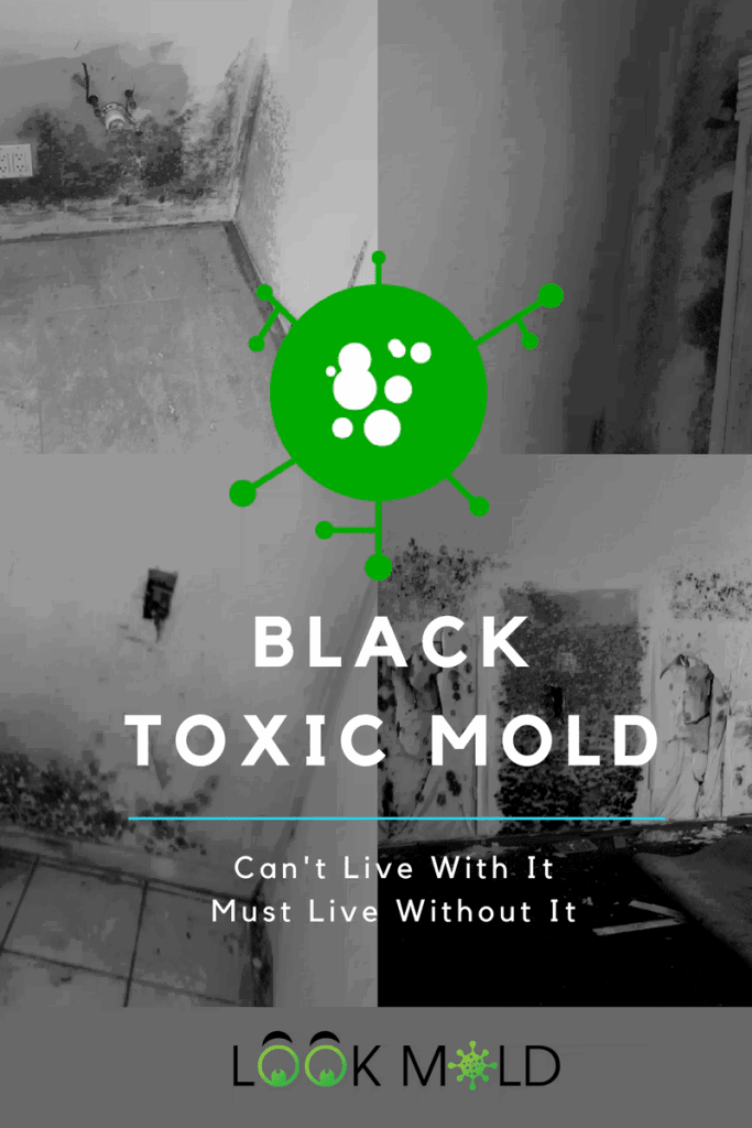 is black mold dangerous