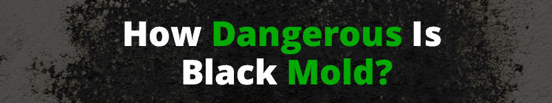 How Dangerous Is Black Mold The Truth About Toxic Black Mold   Blackmold 