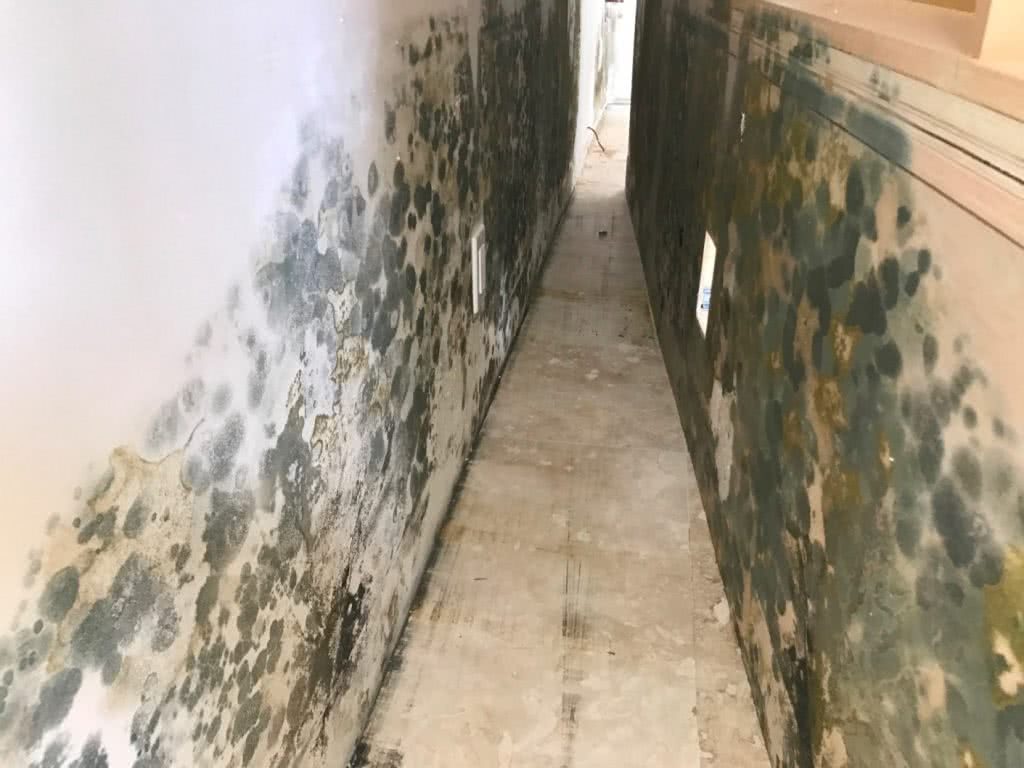 mold on the walls that can't be killed by bleach