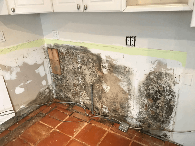 What Black Mold Looks Like 