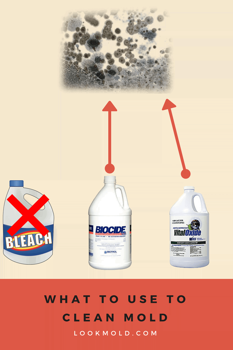 Does Bleach Kill Mold? 🤔 Don't Make This Simple Mistake ...