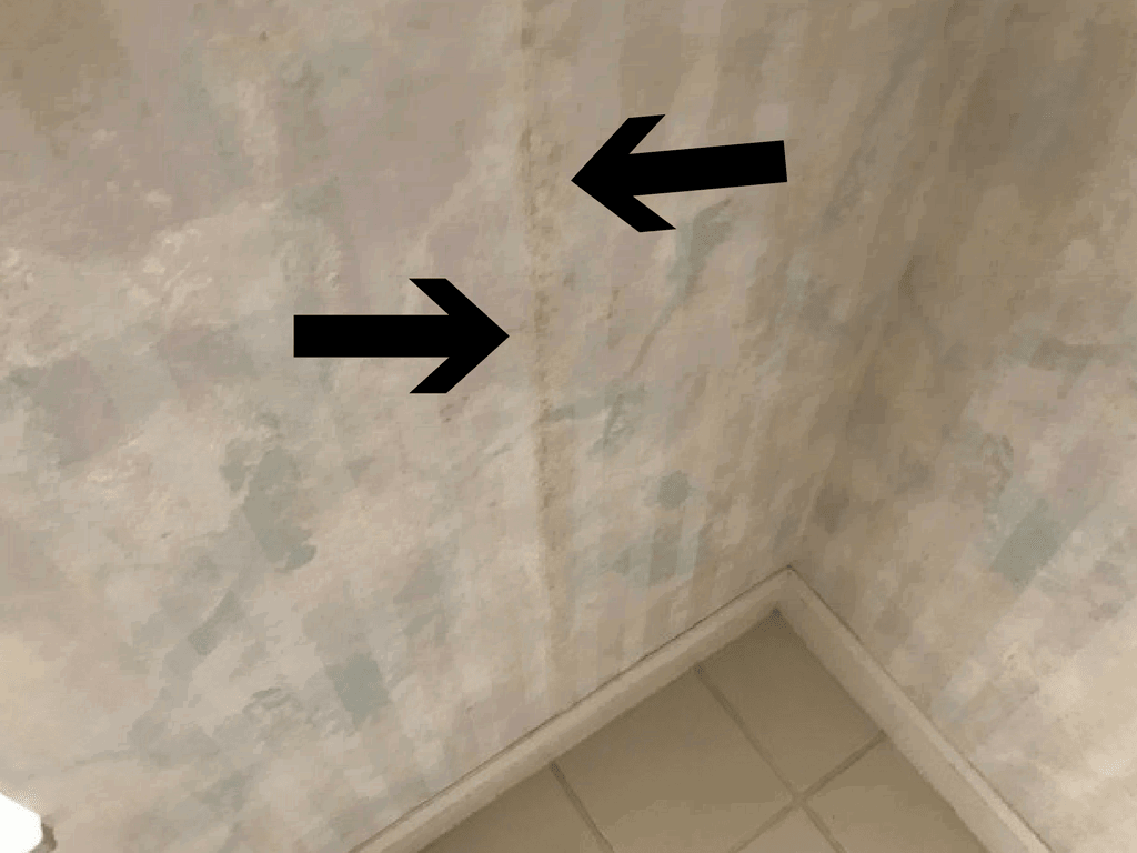 mold on wall paper