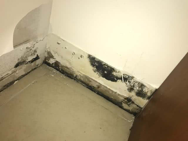 black mold