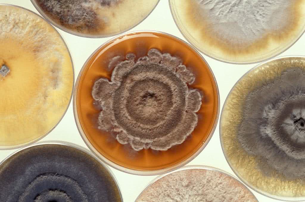mold on pertri dishes