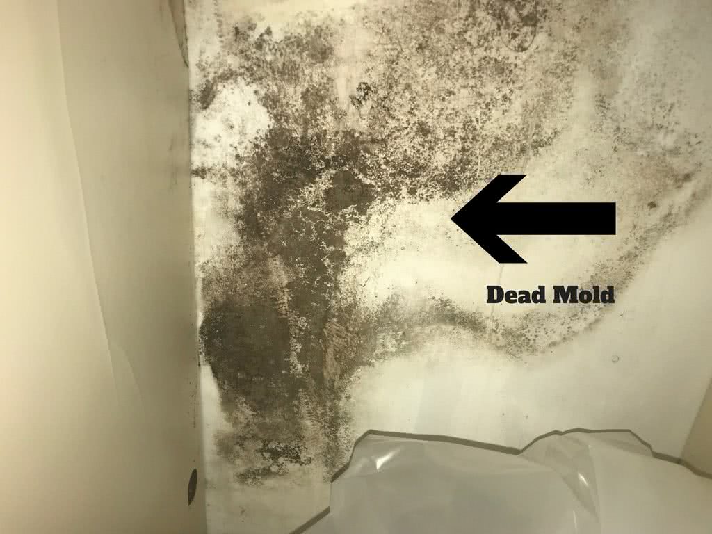 Dead Mold on a wall