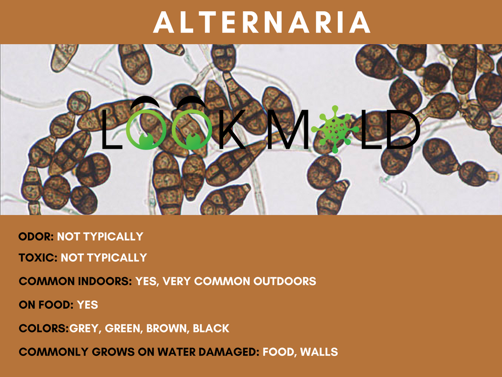 Alternaria