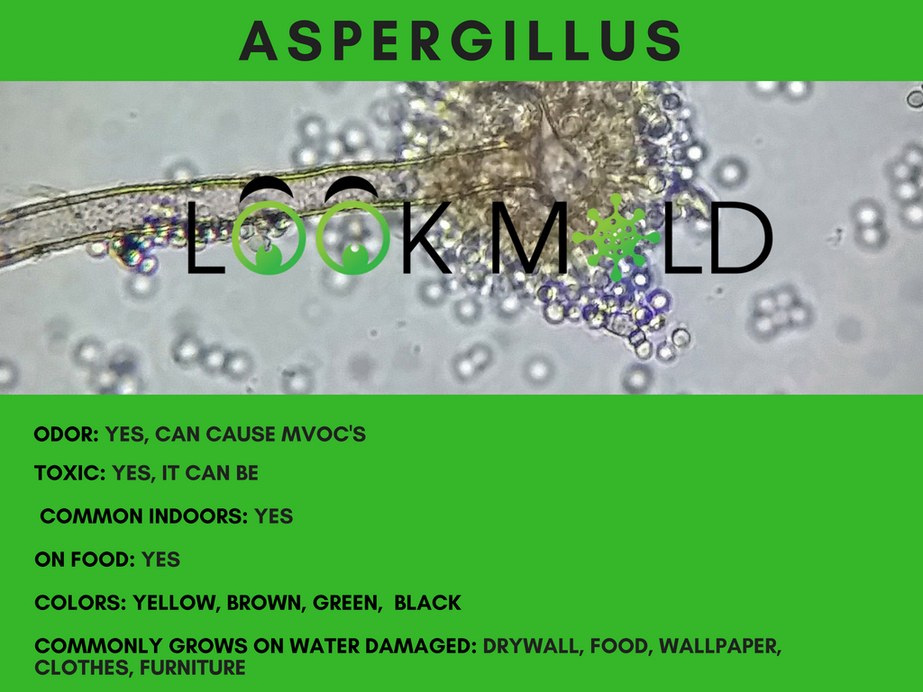 Aspergillus