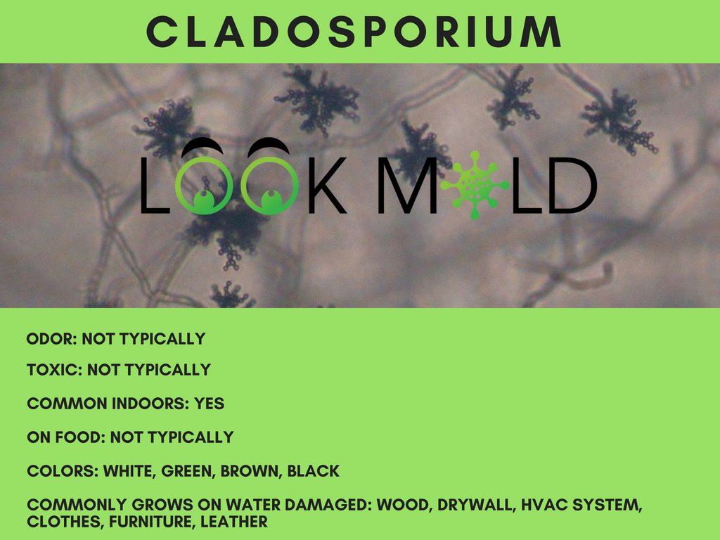 cladosporium