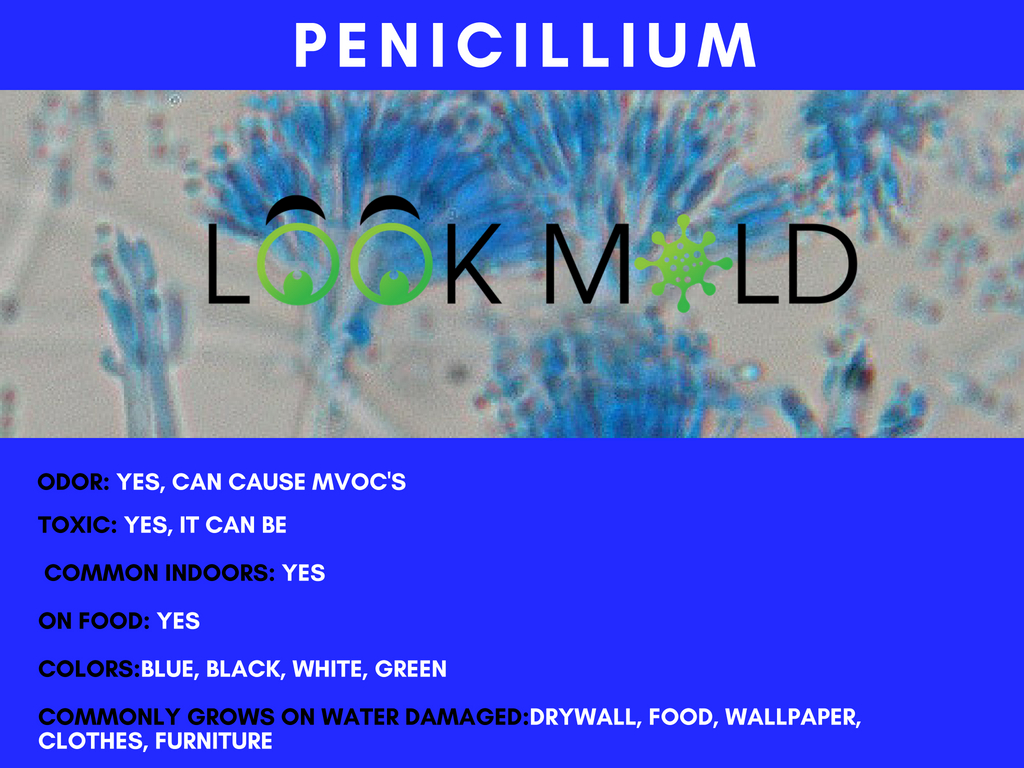 Penicillium