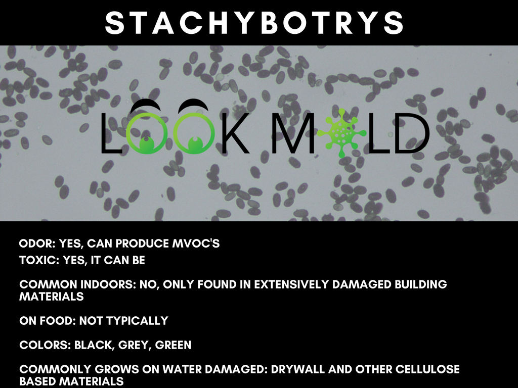 stachybotrys