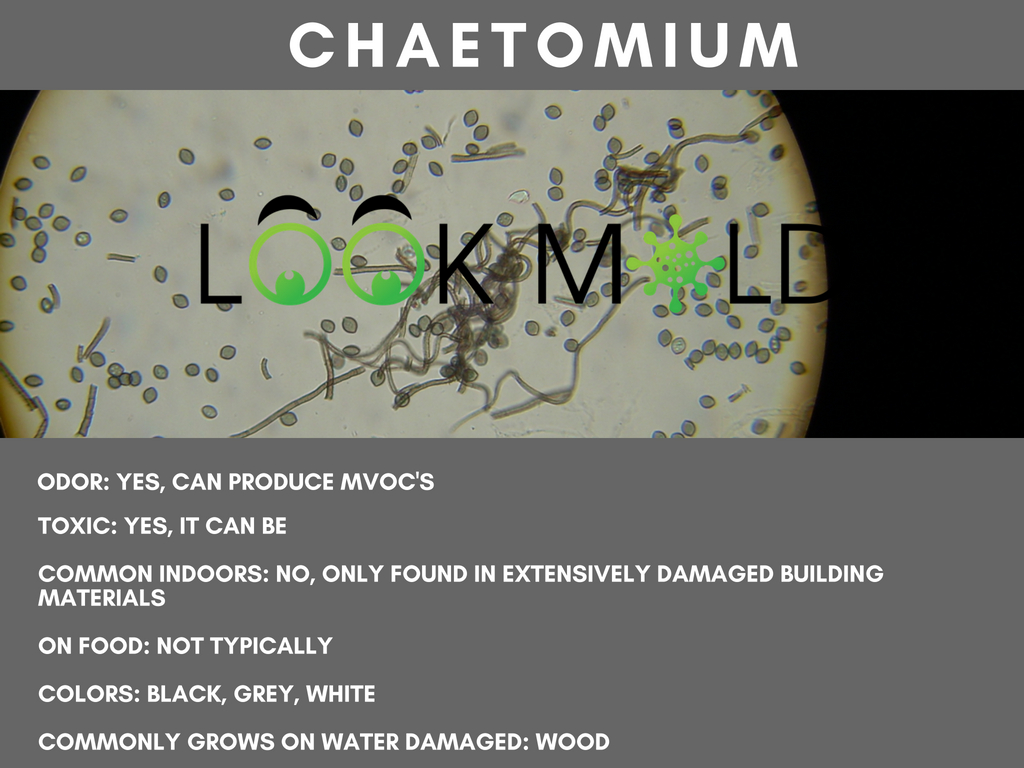Chaetomium