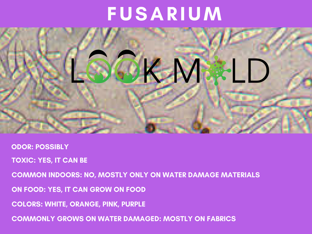 fusarium