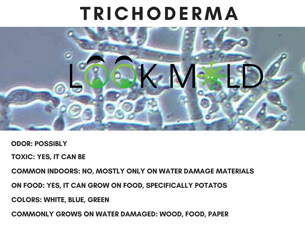 trichoderma