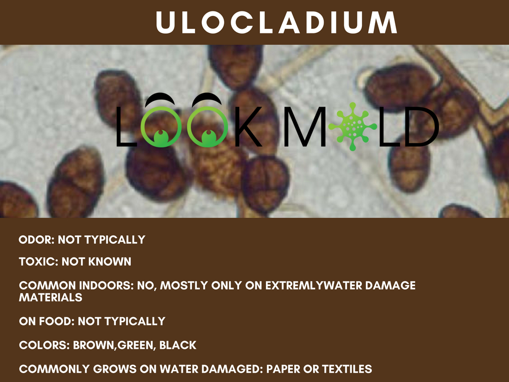 ulocladium