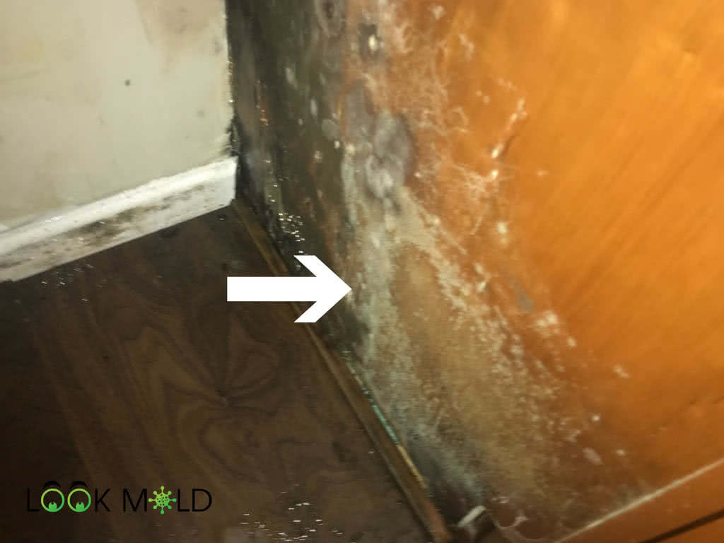 White Mold: How to Identify and Remove It from Your Home | Lookmold